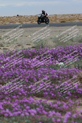 media/Jan-14-2023-SoCal Trackdays (Sat) [[497694156f]]/Turn 14 Exit Bloomig (145pm)/